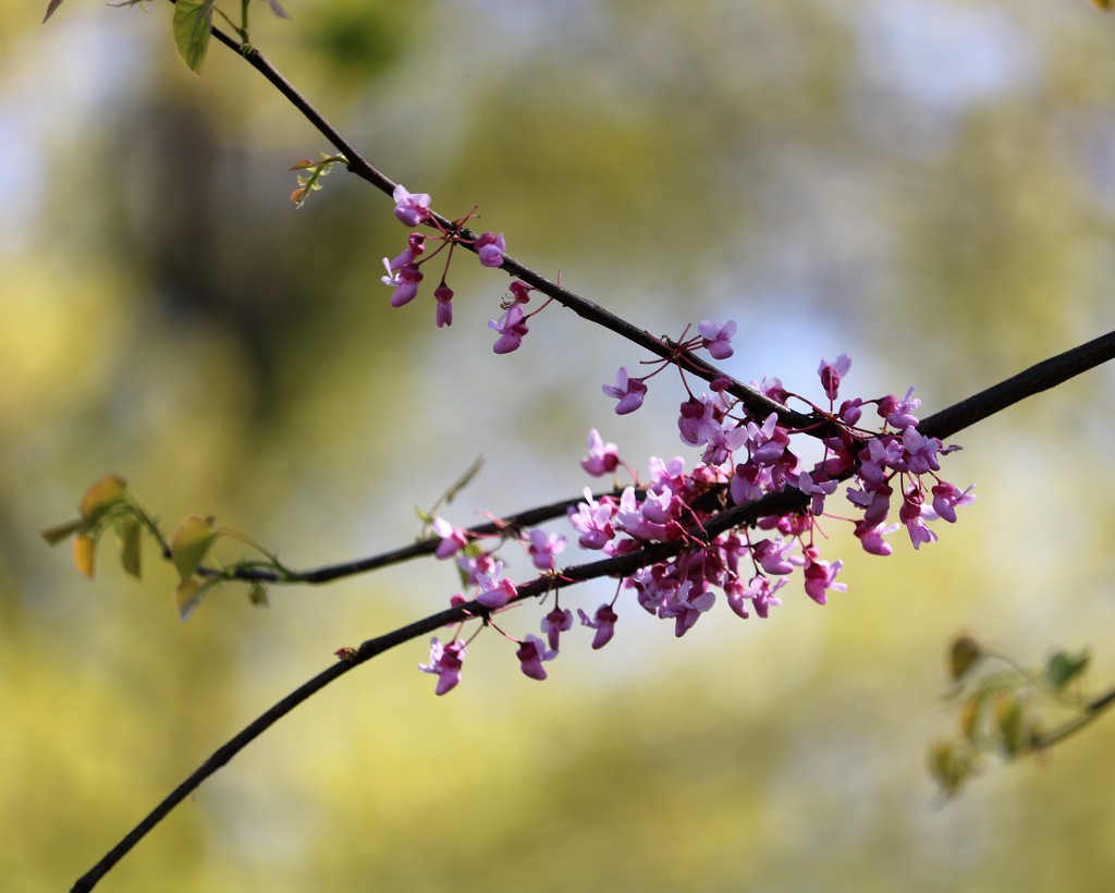 April 20: Redbud by daisymiller