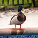 Your Pool Needs More Breadcrumbs by swchappell