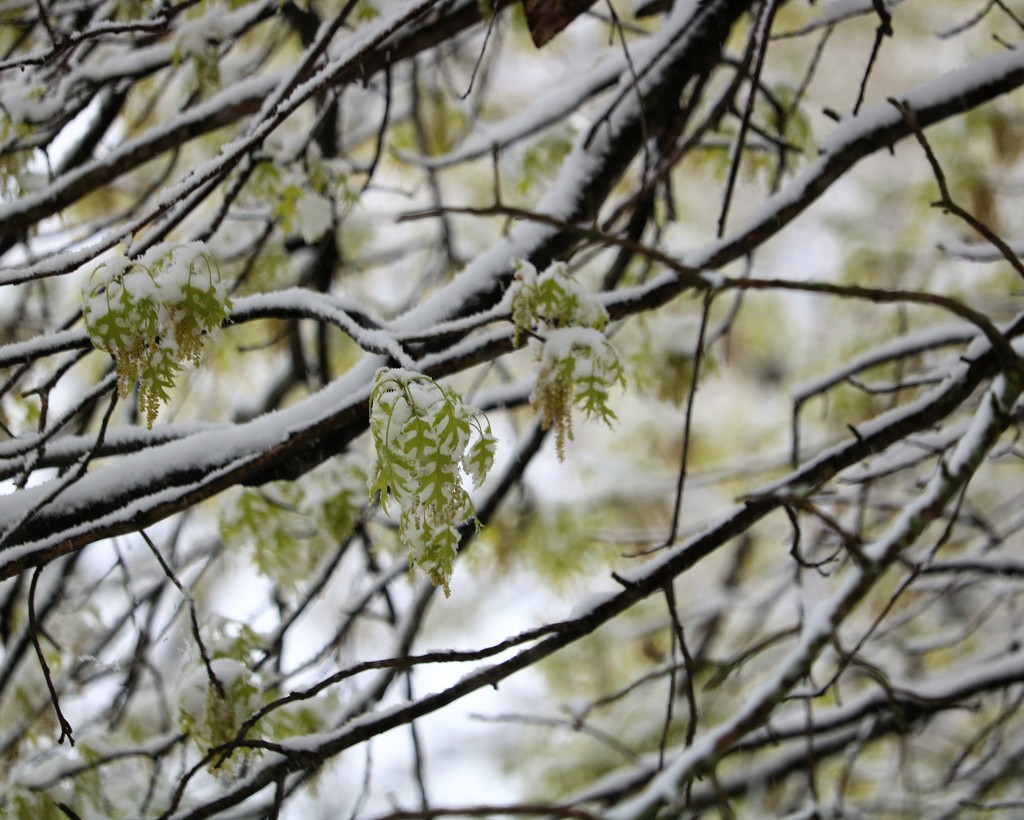 April 21: Late Spring Snow by daisymiller