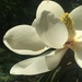 Magnolia time by margonaut