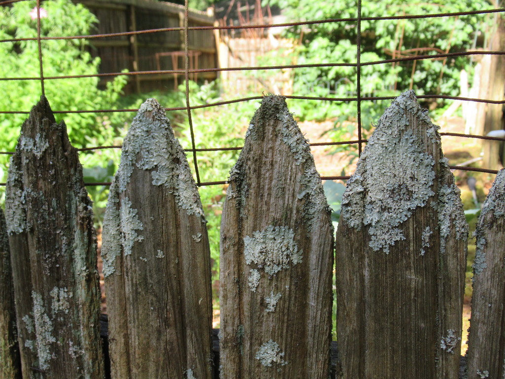 Garden fence by margonaut