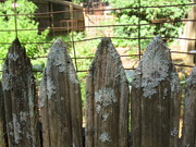 30th May 2021 - Garden fence