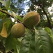 Peaches by margonaut