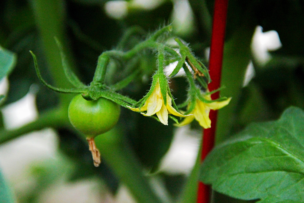 First Tomatoes by jaybutterfield