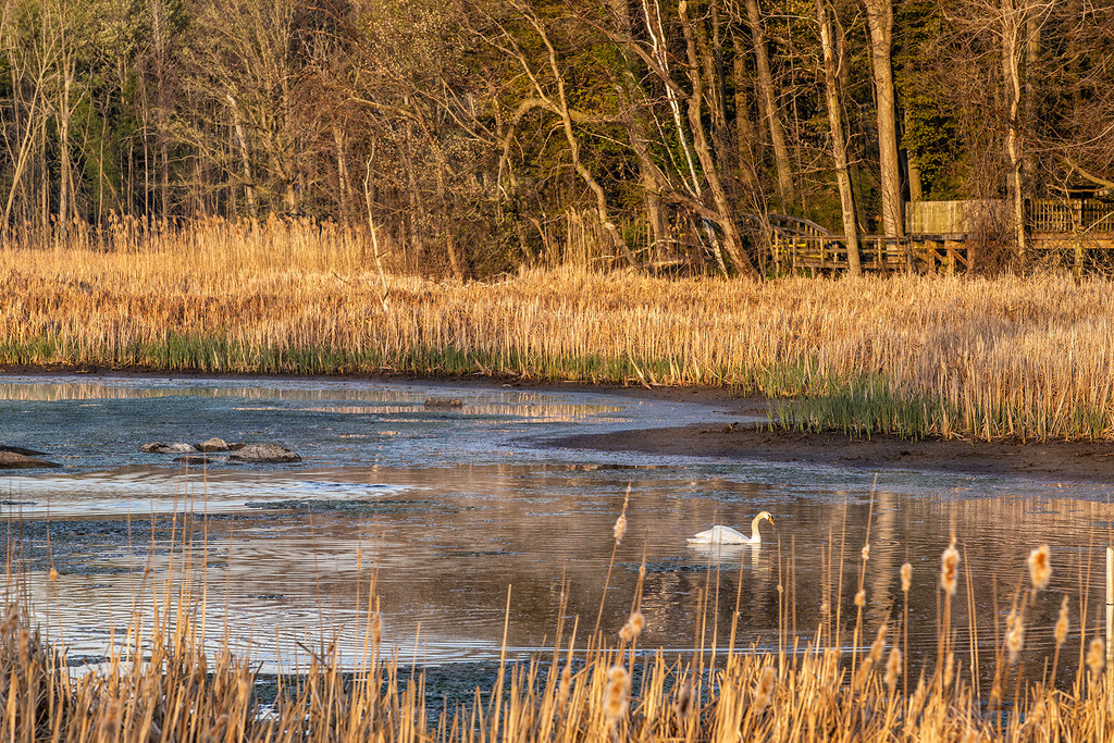 Rattray Marsh Swan by pdulis