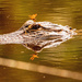 Alligator and Dragon Fly! by rickster549