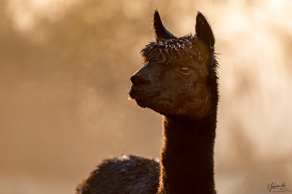 Back lit alpaca by yorkshirekiwi