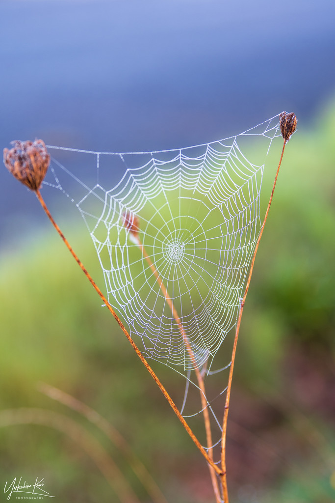 Cobweb by yorkshirekiwi