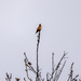 Male Allen's Hummingbird by nicoleweg