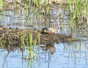 30th May 2021 - Blue Winged Teal
