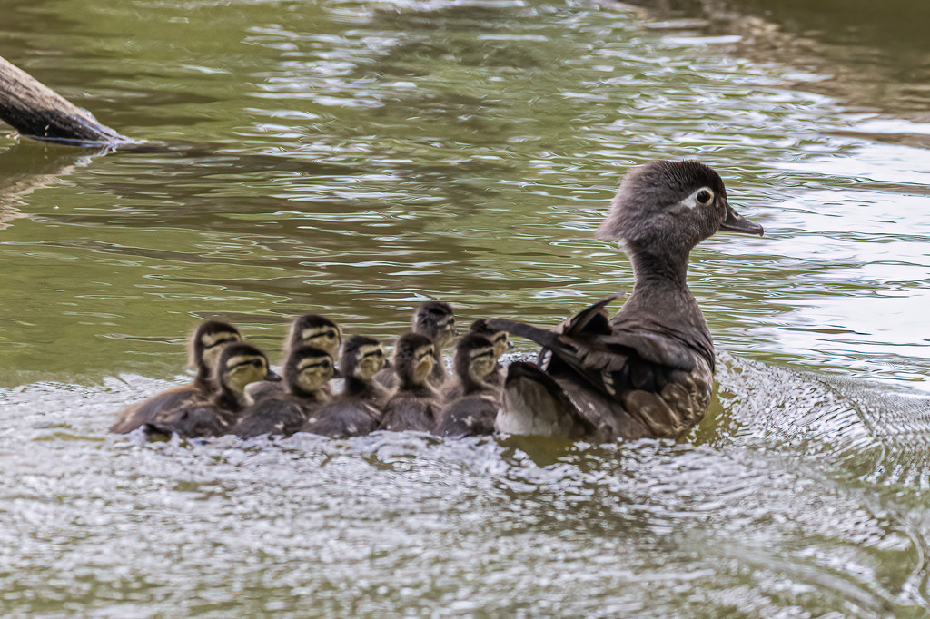 Wood Duck Mama with Her Ducklings by jyokota