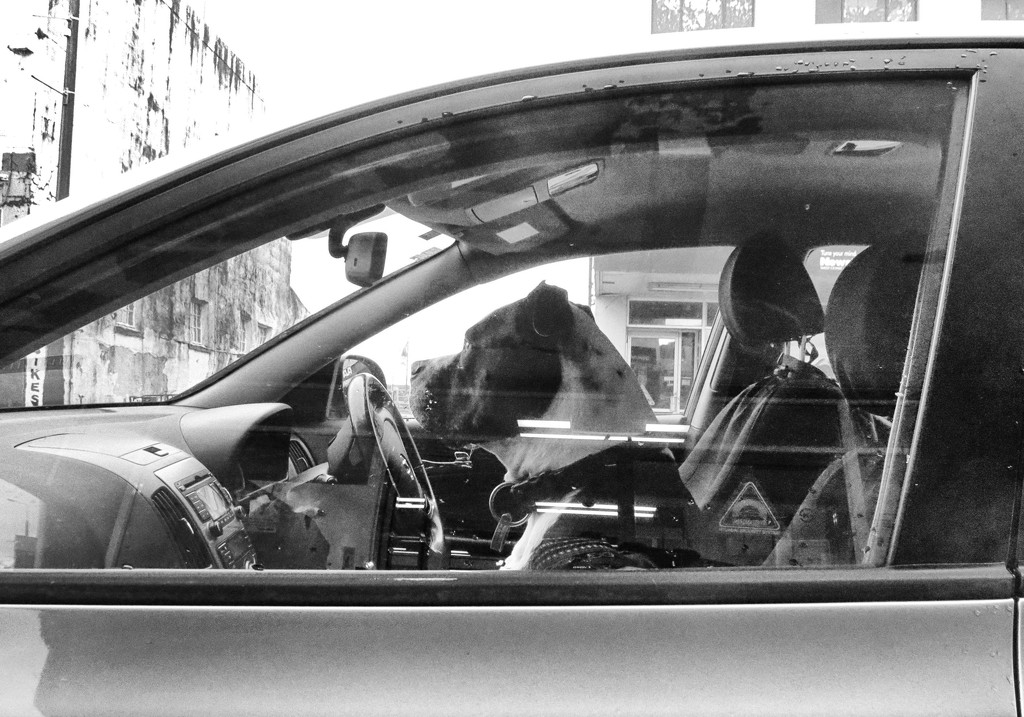 dogs in cars by kali66