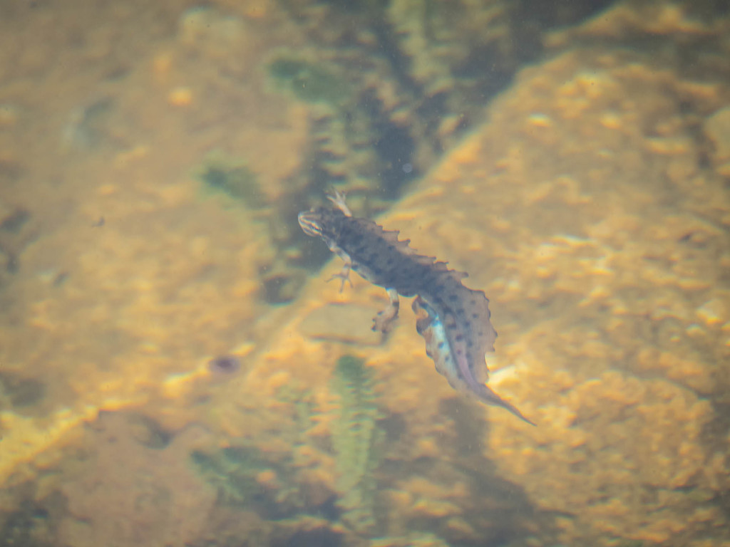 Northern crested newt by haskar