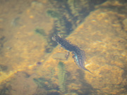 31st May 2021 - Northern crested newt