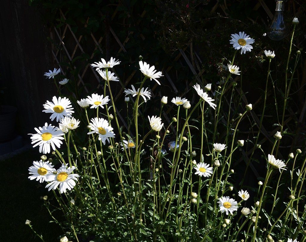 Michaelmas daisy by wakelys