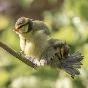 1st Jun 2021 - Blue Tit Chicks have left the nest