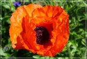 1st Jun 2021 - Orange poppy
