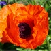 Orange poppy by beryl
