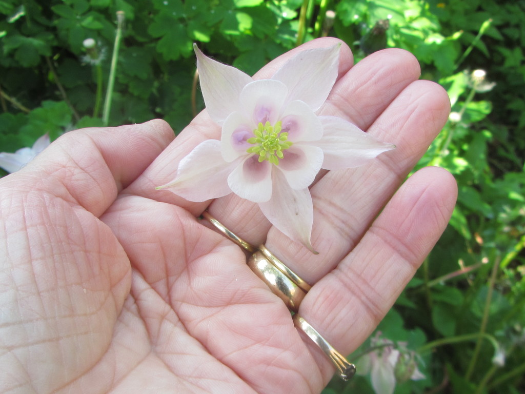A pale pink aquilegia by grace55