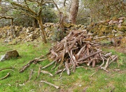 31st May 2021 - Firewood......