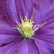 29th May 2021 - clematis
