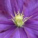 clematis by cam365pix