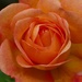 rose by cam365pix