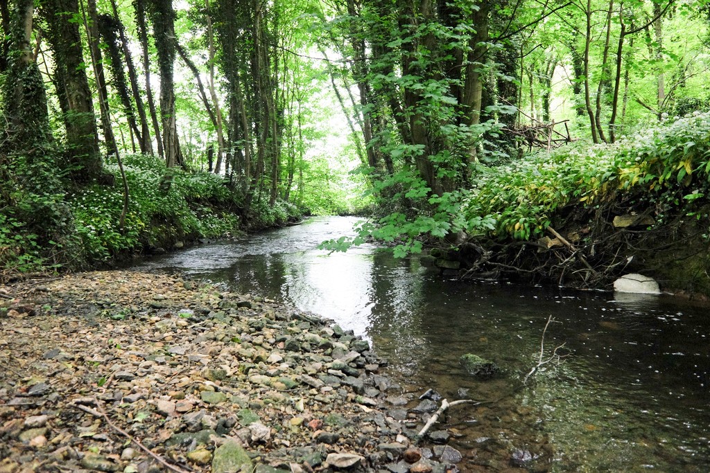 Woodland Stream by allsop