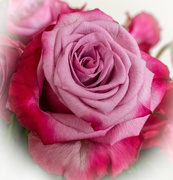 1st Jun 2021 - Anniversary roses......