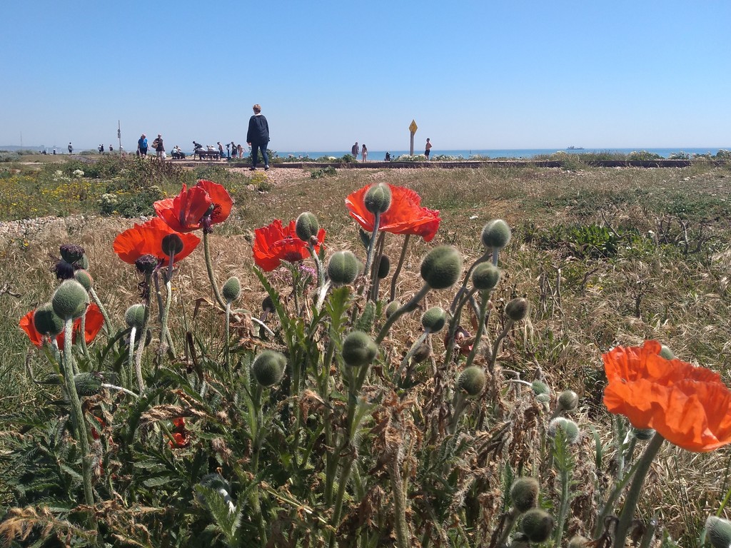 Poppies at the Beach by moirab