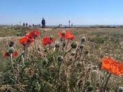 31st May 2021 - Poppies at the Beach