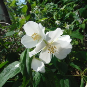 1st Jun 2021 - Pretty White Flowers