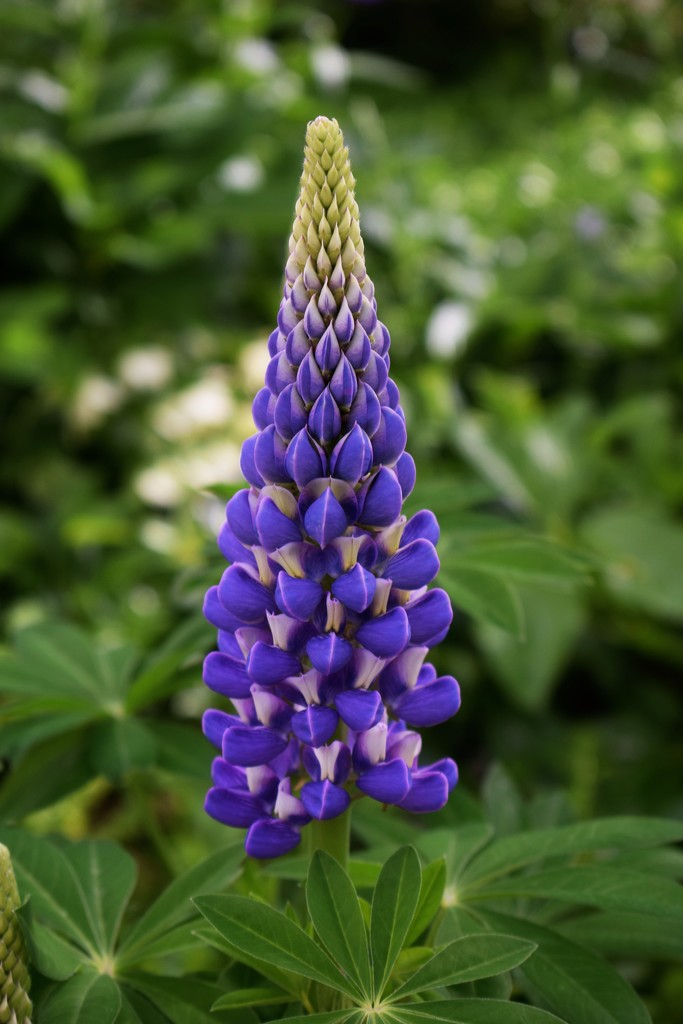 Russell Hybrid Lupine by sandlily