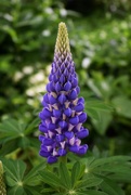 31st May 2021 - Russell Hybrid Lupine