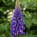 Russell Hybrid Lupine by sandlily