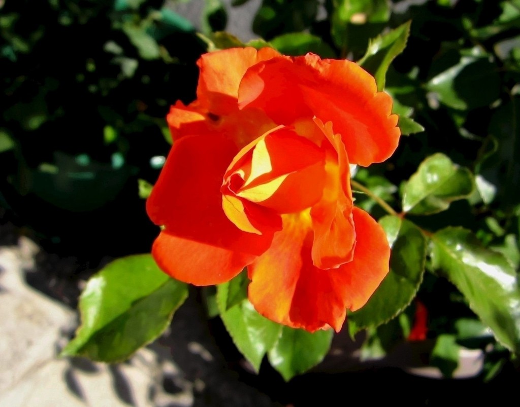 Pupoljak narančaste ruže by vesna0210