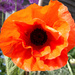 Beautiful poppy by 365projectorglisa