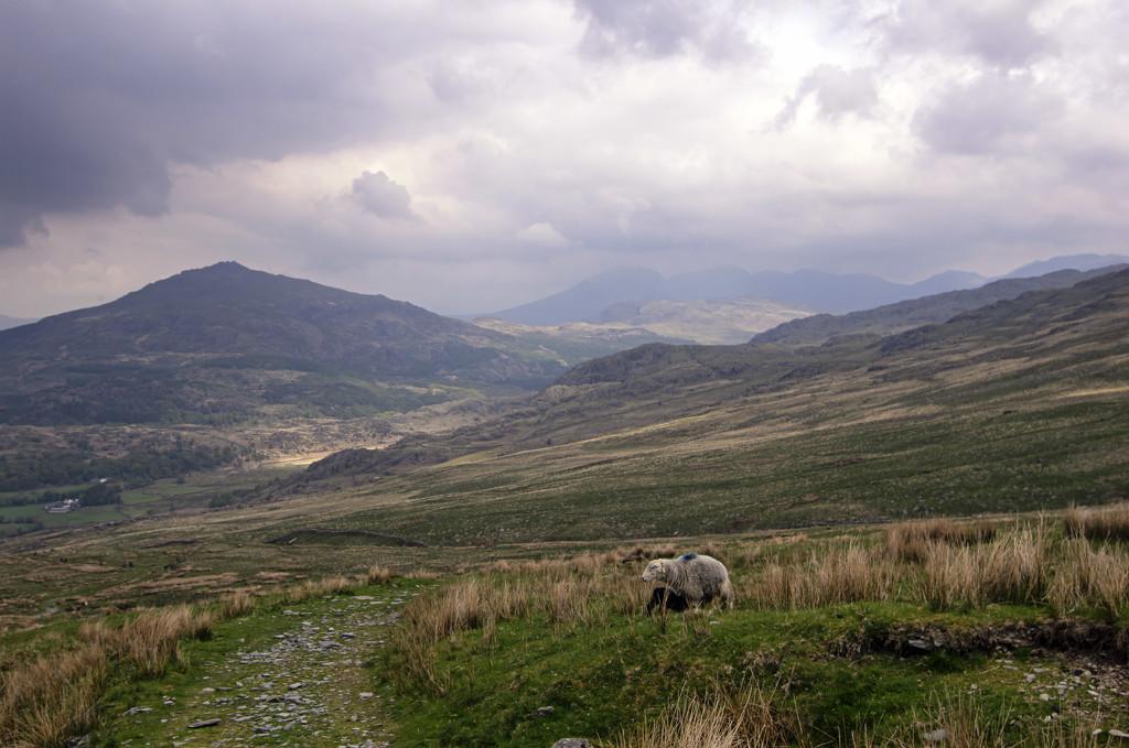 Lakeland sheep by fueast