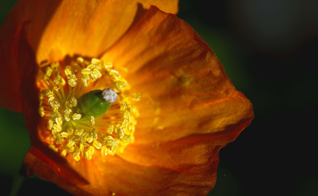 Welsh Poppy- Papaver cambricum  by moonbi