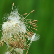 30th May 2021 - another dandelion head