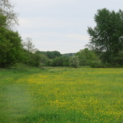 29th May 2021 - Buttercup field