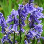 28th May 2021 - end of bluebells