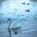Mr. Swan by helstor365