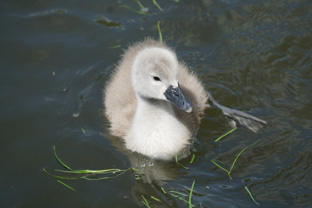 Not an ugly duckling  by judithg