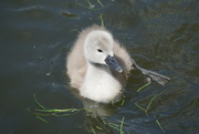 29th May 2021 - Not an ugly duckling 