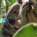 contemplation by koalagardens