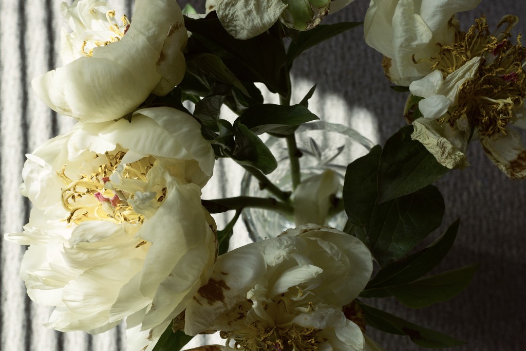Peonies from Miss Haversham’s bridal bouquet  by cristinaledesma33