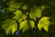 1st Jun 2021 - Sunlight on Leaves
