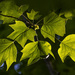 Sunlight on Leaves by k9photo