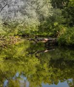 1st Jun 2021 - Ridley Creek State Park